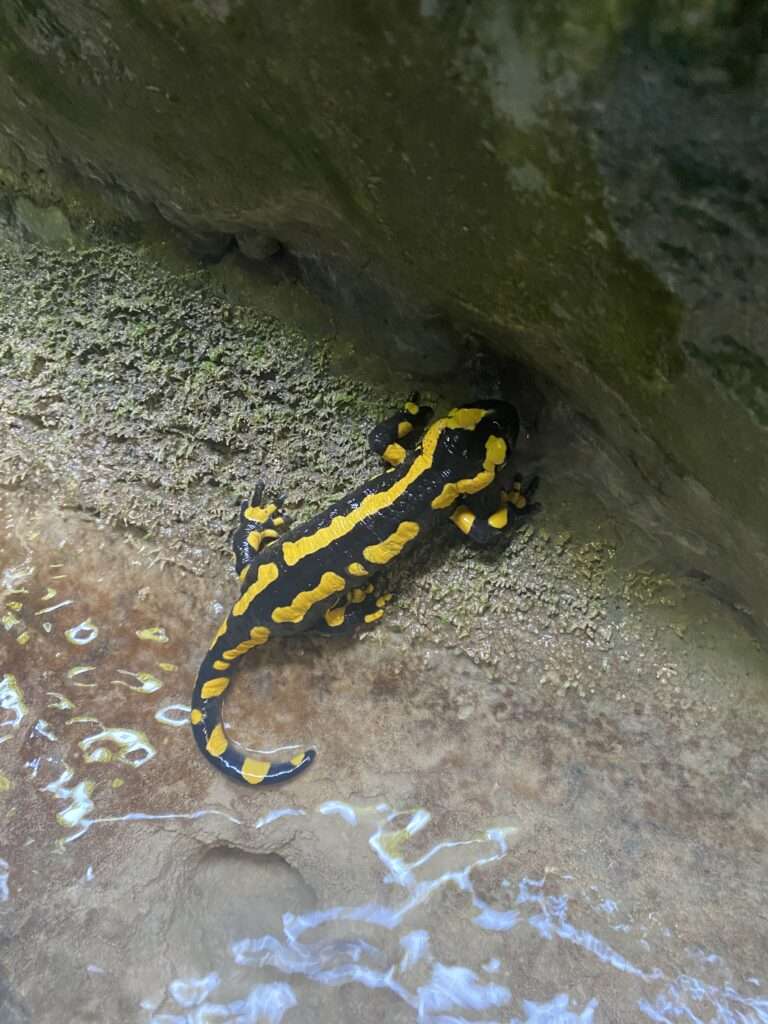 Salamandre les carmes