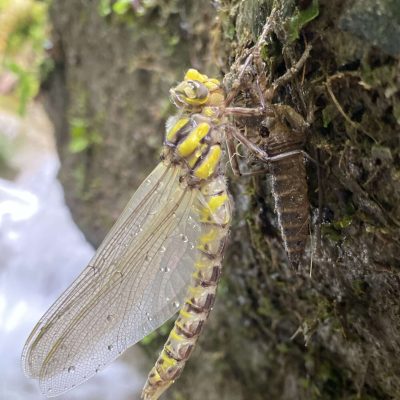 Observation faune des canyons