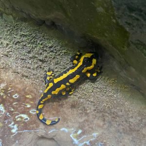 Salamandre les carmes