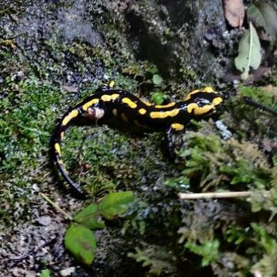 Les Carmes canyoning nature